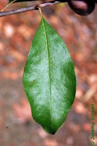 Sapotaceae Sideroxylon lanuginosum - chittamwood: Leaf, alternate, simple, compound, elliptical to obovate, margins entire, typically fuzzy, often found on short shoots.