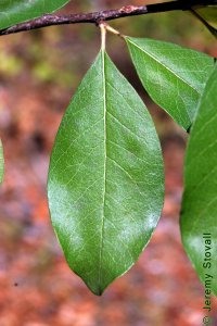 Sapotaceae Sideroxylon lanuginosum - chittamwood: Leaf, alternate, simple, compound, elliptical to obovate, margins entire, typically fuzzy, often found on short shoots.