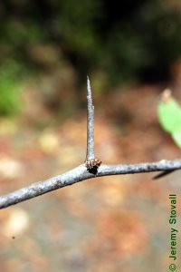Sapotaceae Sideroxylon lanuginosum - chittamwood: Twig, showing alternate leaf arrangement, short shoot, and a thorn-like point.