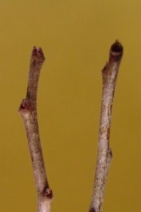 Sapotaceae Sideroxylon lanuginosum - chittamwood: Twig, showing alternate leaf arrangement, densly fuzzy, often ending in a thorn-like point.