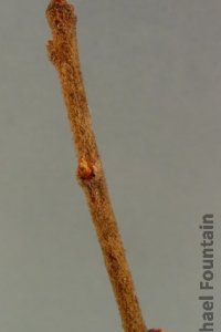 Sapotaceae Sideroxylon lanuginosum - chittamwood: Twig, showing alternate leaf arrangement, densly fuzzy, often ending in a thorn-like point.