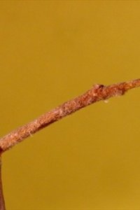 Sapotaceae Sideroxylon lanuginosum - chittamwood: Twig, showing alternate leaf arrangement, densly fuzzy, often ending in a thorn-like point.