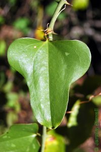 Smilacaceae Smilax bona-nox - saw greenbrier: Leaf, alternate, simple, usually three-lobed, always with prickles on margin or along midrib beneath.