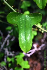 Smilacaceae Smilax bona-nox - saw greenbrier: Leaf, alternate, simple, usually three-lobed, always with prickles on margin or along midrib beneath.