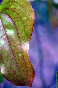 Smilacaceae Smilax bona-nox - saw greenbrier: Leaf, alternate, simple, usually three-lobed, always with prickles on margin or along midrib beneath.
