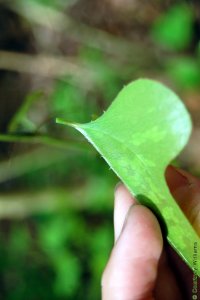 Smilacaceae Smilax bona-nox - saw greenbrier: Leaf, alternate, simple, usually three-lobed, always with prickles on margin or along midrib beneath.
