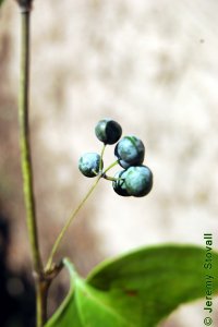 Smilacaceae Smilax glauca - cat greenbrier: Fruit, berry, covered in waxy white glaucous bloom.