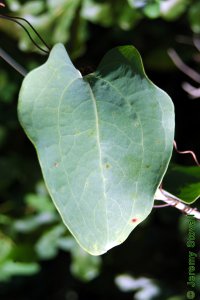 Smilacaceae Smilax glauca - cat greenbrier: Leaf, alternate, simple, back covered in waxy white glaucous bloom.