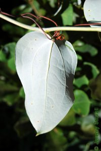 Smilacaceae Smilax glauca - cat greenbrier: Leaf, alternate, simple, back covered in waxy white glaucous bloom.