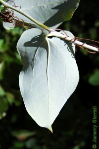 Smilacaceae Smilax glauca - cat greenbrier: Leaf, alternate, simple, back covered in waxy white glaucous bloom.