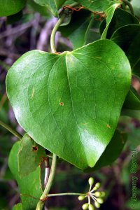 Smilacaceae Smilax glauca - cat greenbrier: Leaf, alternate, simple, back covered in waxy white glaucous bloom. Fruits, berries, visible at bottom.