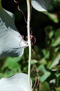 Smilacaceae Smilax glauca - cat greenbrier: Twig showing alternate leaf arrangement, tendrils, and thorns.  Stem is also covered in a waxy white glaucous bloom.