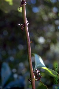 Smilacaceae Smilax glauca - cat greenbrier: Twig showing alternate leaf arrangement, tendrils, and thorns.  Stem is also covered in a waxy white glaucous bloom.