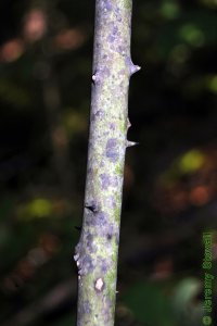 Smilacaceae Smilax laurifolia - laurel greenbrier: Bark, green to mottled, small thorns for a greenbrier.