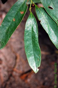 Smilacaceae Smilax laurifolia - laurel greenbrier: Leaf, alternate, simple, oblong, thick, waxy, and evergreen.