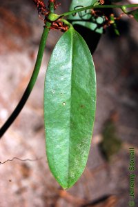 Smilacaceae Smilax laurifolia - laurel greenbrier: Leaf, alternate, simple, oblong, thick, waxy, and evergreen.