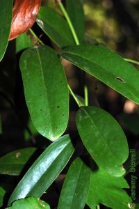 Smilacaceae Smilax laurifolia - laurel greenbrier: Leaf, alternate, simple, oblong, thick, waxy, and evergreen.