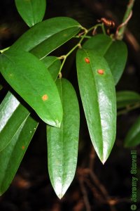 Smilacaceae Smilax laurifolia - laurel greenbrier: Leaf, alternate, simple, oblong, thick, waxy, and evergreen.