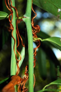 Smilacaceae Smilax laurifolia - laurel greenbrier: Twig, green, more rounded than other greenbrier species with fewer thorns.