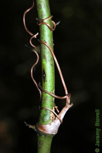 Smilacaceae Smilax rotundifolia - roundleaf greenbrier: Twig showing alternate leaf arrangement, thorns, and tendrils.