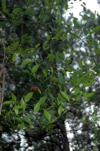 Smilacaceae Smilax smallii - lanceleaf greenbrier: Form, a high climbing vine that attaches with tendrils.