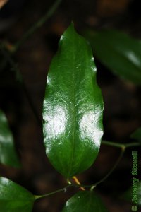 Smilacaceae Smilax smallii - lanceleaf greenbrier: Leaf, alternate, simple, elliptical to lanceolate in shape.