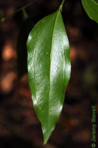 Smilacaceae Smilax smallii - lanceleaf greenbrier: Leaf, alternate, simple, elliptical to lanceolate in shape.