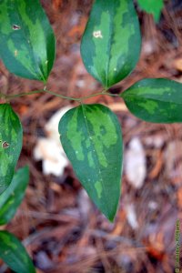Smilacaceae Smilax smallii - lanceleaf greenbrier: Leaf, alternate, simple, elliptical to lanceolate in shape.