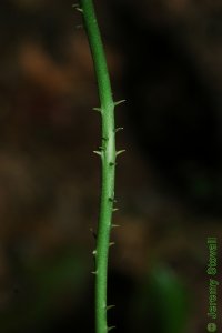 Smilacaceae Smilax smallii - lanceleaf greenbrier: Twig showing alternate leaf arrangement and thorns.