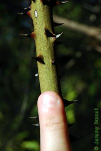 Smilacaceae Smilax spp. - greenbrier: Twig showing thorns.