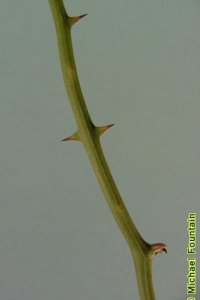 Smilacaceae Smilax spp. - greenbrier: Twig showing thorns.