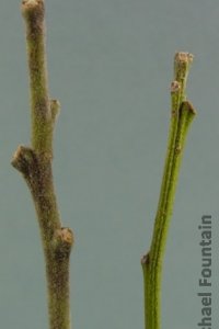 Fabaceae Styphnolobium affine - Texas sophora: Twig showing alternate leaf arrangment.