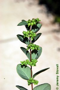 Caprifoliaceae Symphoricarpos orbiculatus - coralberry: Fruit, drupe, immature.