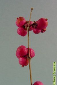 Caprifoliaceae Symphoricarpos orbiculatus - coralberry: Fruit, drupe.