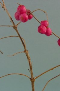 Caprifoliaceae Symphoricarpos orbiculatus - coralberry: Fruit, drupe.