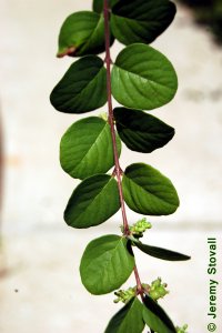 Caprifoliaceae Symphoricarpos orbiculatus - coralberry: Leaf, opposite, simple, orbicular.