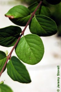 Caprifoliaceae Symphoricarpos orbiculatus - coralberry: Leaf, opposite, simple, orbicular.