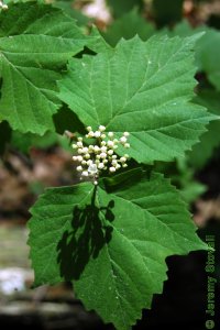 Caprifoliaceae Viburnum acerifolium - mapleleaf viburnum: Flowers, white, clustered in a terminal panicle.
