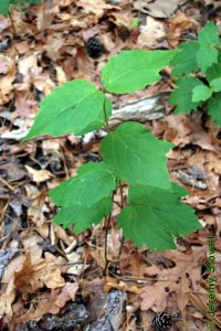 Caprifoliaceae Viburnum acerifolium - mapleleaf viburnum: Form, small shrub, often closely resembling red maple seedlings when not flowering or fruiting.