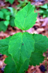 Caprifoliaceae Viburnum acerifolium - mapleleaf viburnum: Leaves, alternate, simple, with sunken rugose venation.