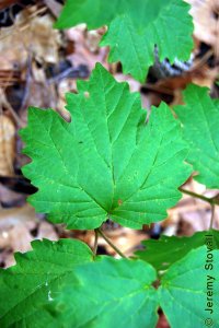 Caprifoliaceae Viburnum acerifolium - mapleleaf viburnum: Leaves, alternate, simple, with sunken rugose venation.