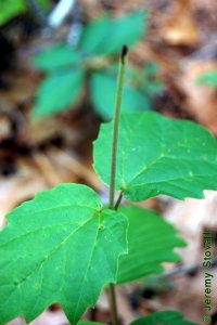 Caprifoliaceae Viburnum acerifolium - mapleleaf viburnum: Leaves, alternate, simple, with sunken rugose venation.