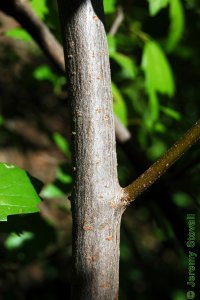 Caprifoliaceae Viburnum dentatum - arrowwood viburnum: Bark on a tree less than 1 inch in diameter at breast height.