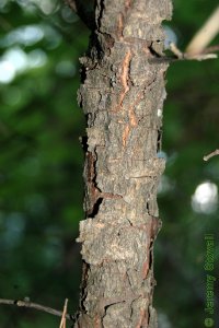 Caprifoliaceae Viburnum dentatum - arrowwood viburnum: Bark on a tree 1 inch in diameter at breast height.