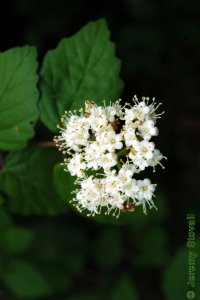 Caprifoliaceae Viburnum dentatum - arrowwood viburnum: Flowers, white, clustered.
