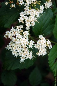 Caprifoliaceae Viburnum dentatum - arrowwood viburnum: Flowers, white, clustered.