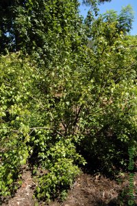 Caprifoliaceae Viburnum dentatum - arrowwood viburnum: Form, a sprouting, sometimes thicket forming shrub.