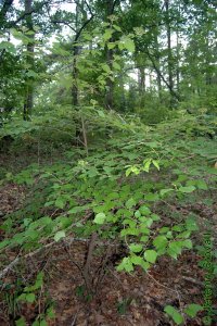 Caprifoliaceae Viburnum dentatum - arrowwood viburnum: Form, a sprouting, sometimes thicket forming shrub.