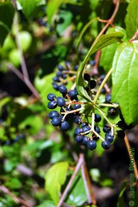 Caprifoliaceae Viburnum dentatum - arrowwood viburnum: Fruits, drupes, bluish black, clustered.