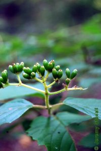 Caprifoliaceae Viburnum dentatum - arrowwood viburnum: Fruits, drupes, green turning to bluish black, clustered.